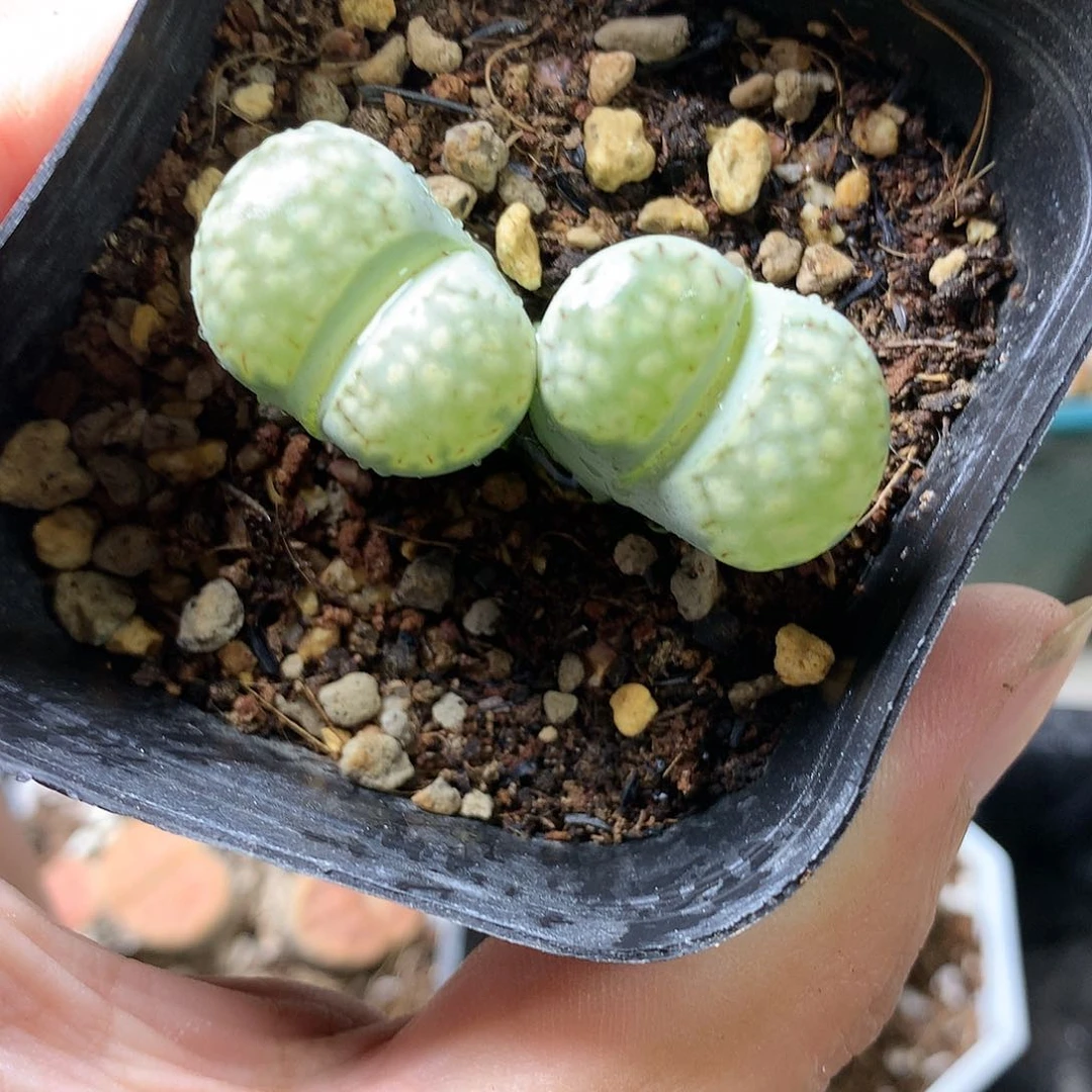 H226多肉植物保护研究所