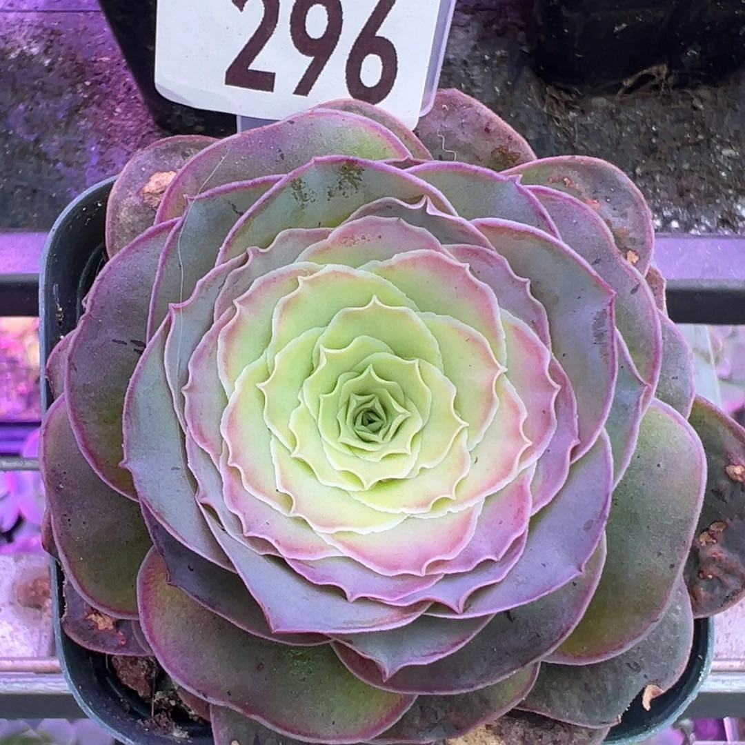 幽兰296山地玫瑰多肉