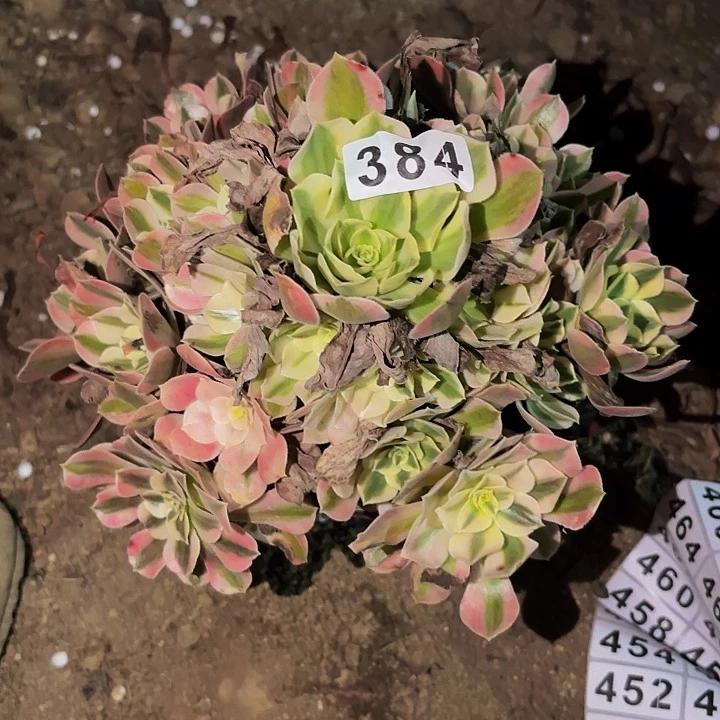 384女妖多肉植物不售后
