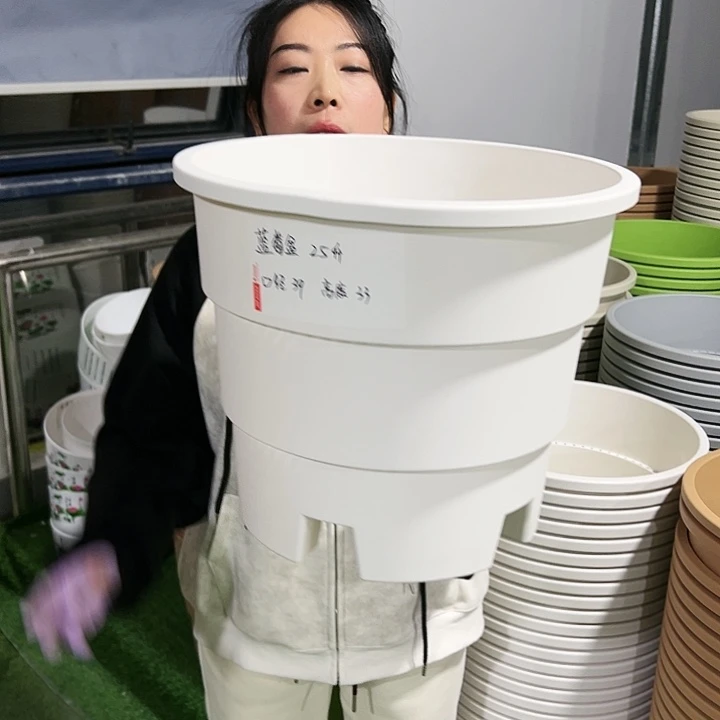 正品蓝莓盆口39高33白色3只无托