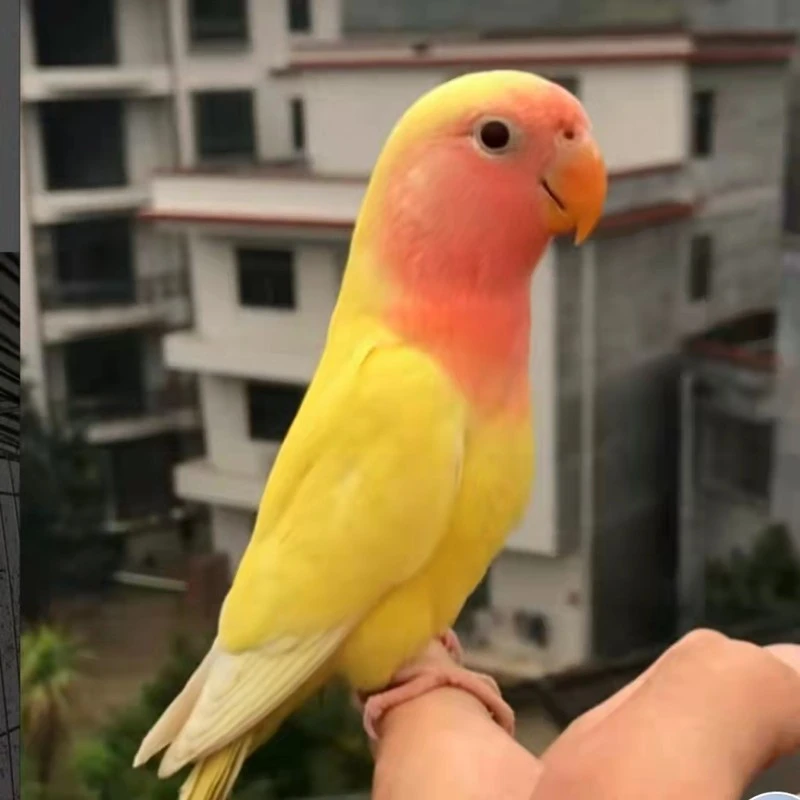 手养黄金丝牡丹鹦鹉