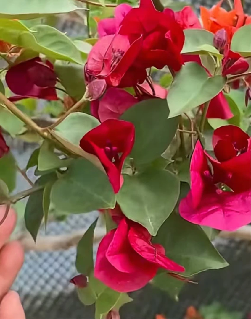 漳州本地红（绿叶橙变异红花）勤花三角梅
