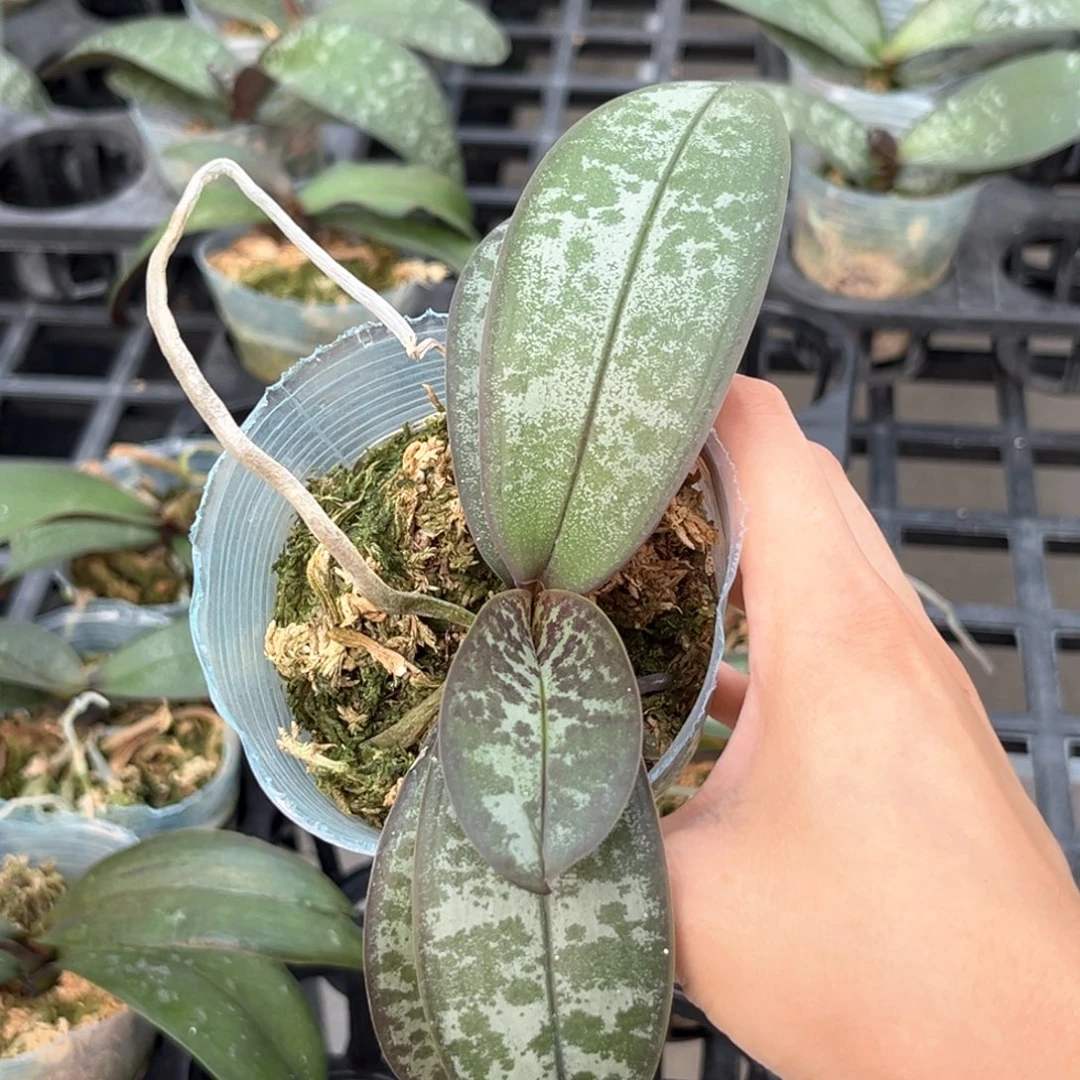 无花朵2.8寸西交888苗