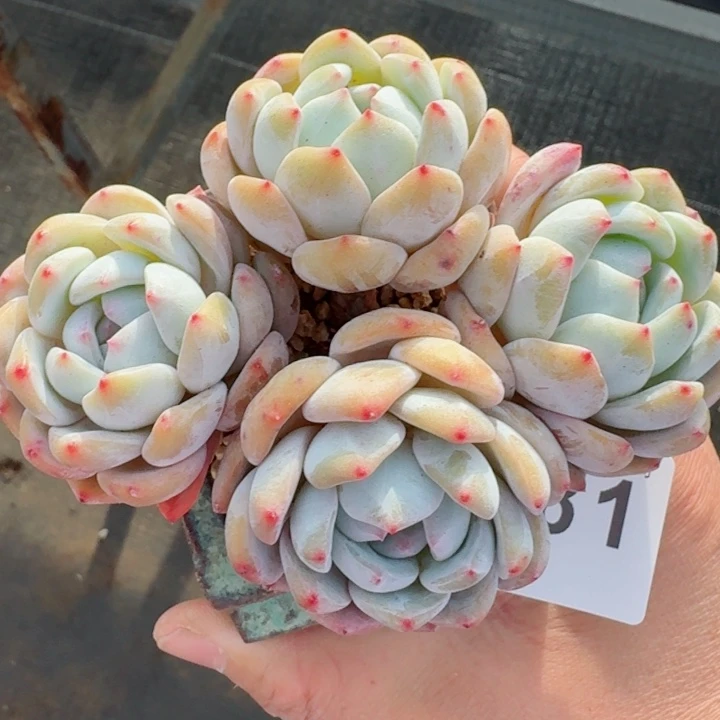 星影         精控精养多肉植物