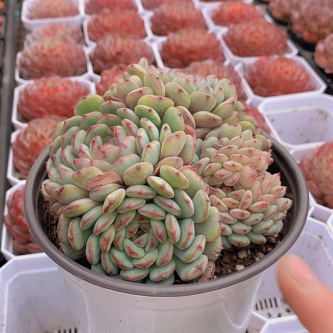 白胖子大群2356789000000