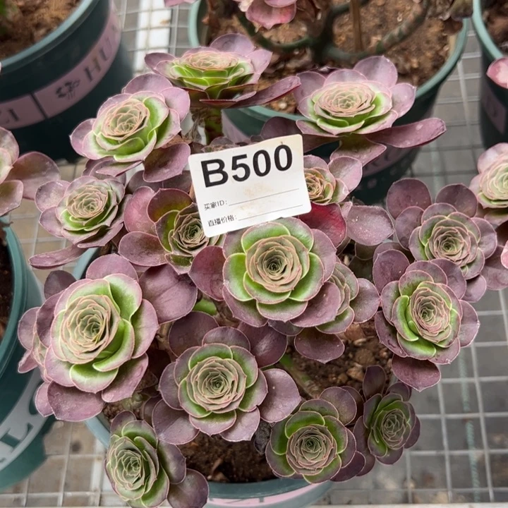 500魅金玫瑰朵朵20厘米左右