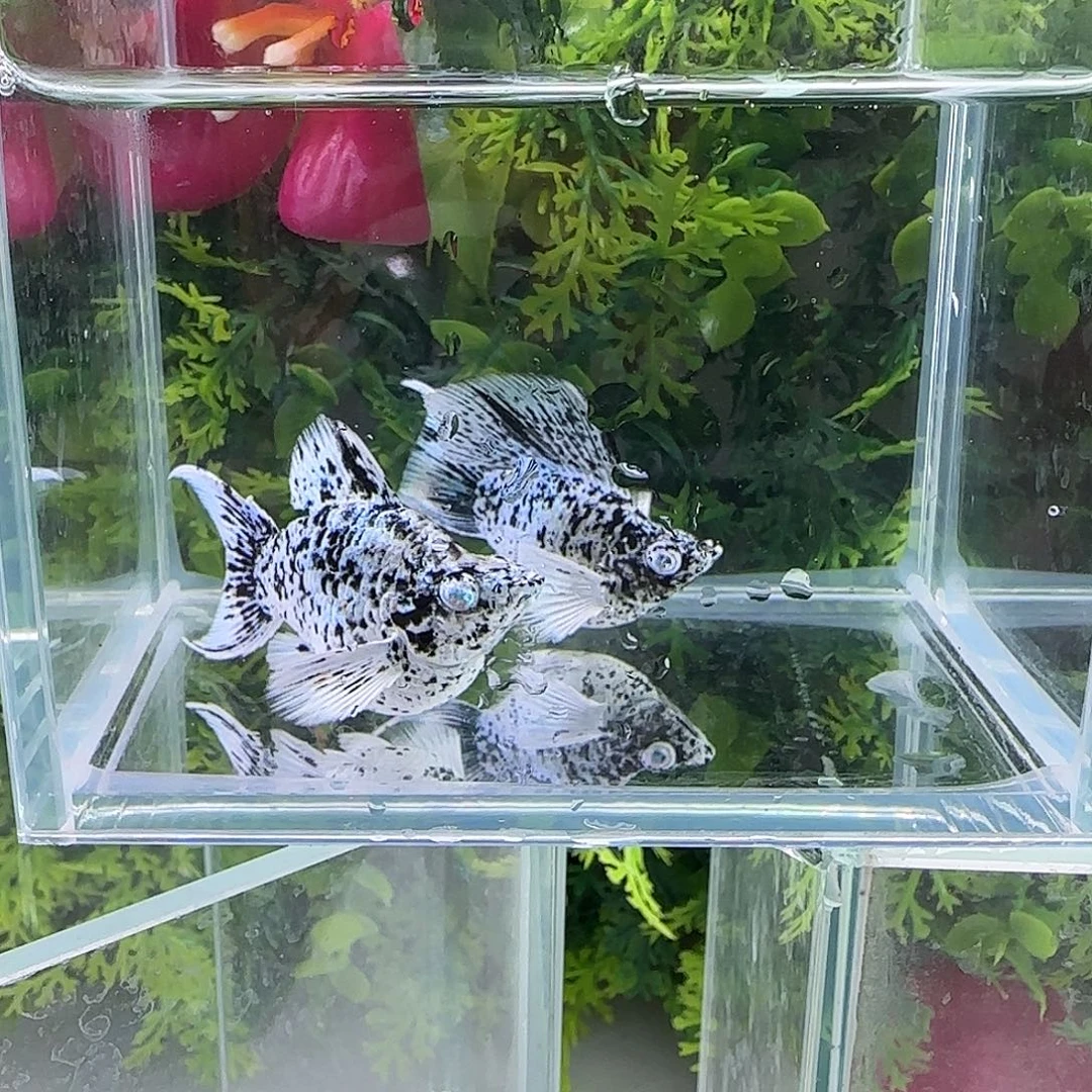 孔雀鱼钻石玛丽奶牛一对
