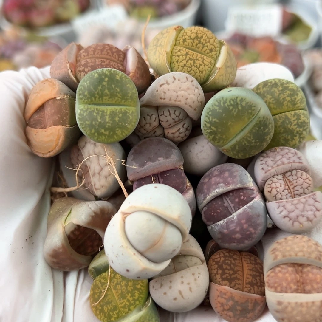 好养易活生石花大母本0901共20颗