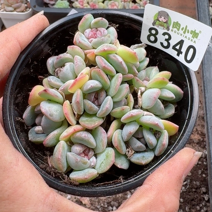 多肉植物多肉植物