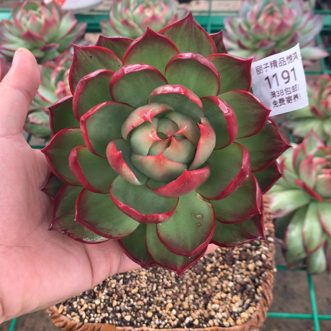 1191微瑕惊鸿。不售后。多肉植物。尺寸12