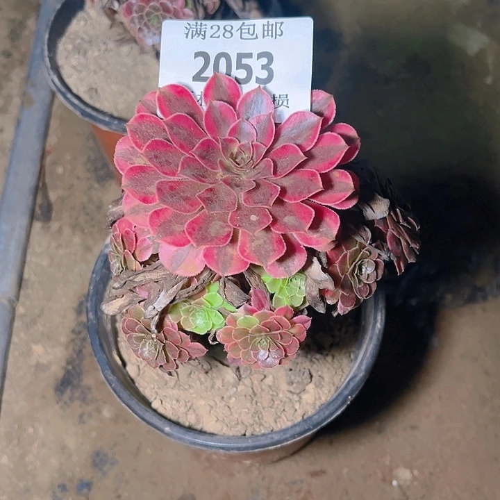 2053黑同白多肉植物