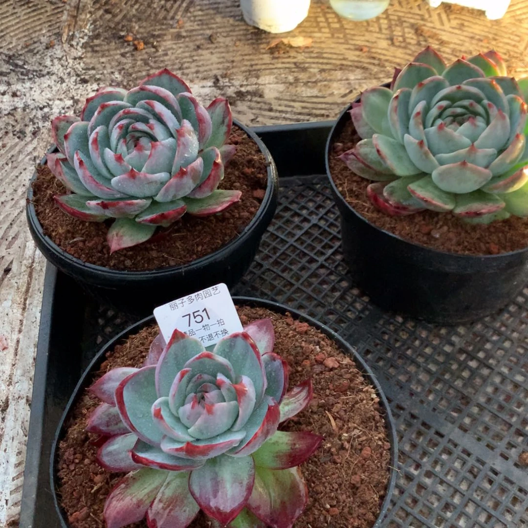 郭***?751多肉植物惊鸿13