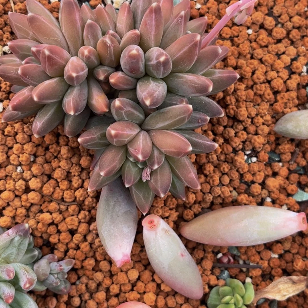 1794号上午多肉植物群生多肉