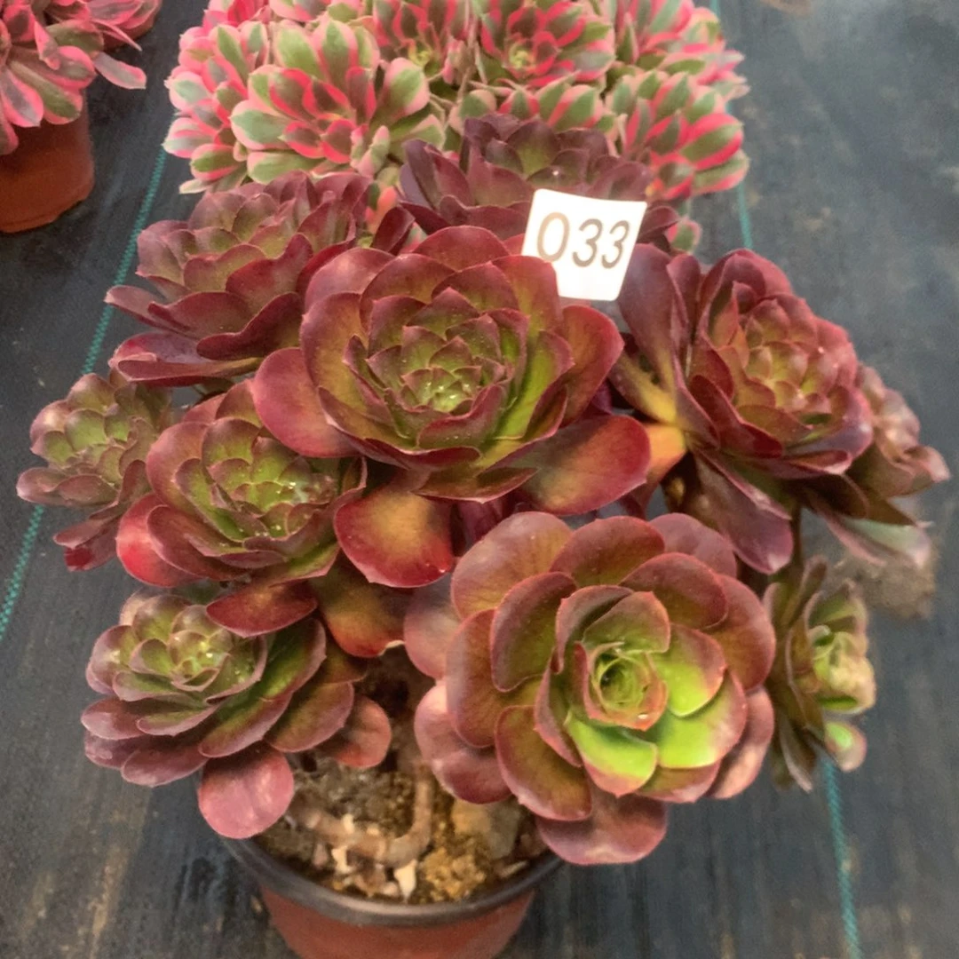 美***033玫瑰多夕肉植物