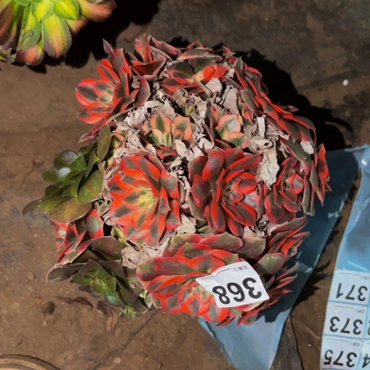 368浣纱多肉植物不售后