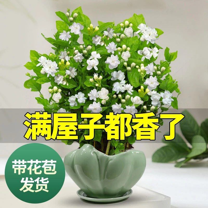 茉莉花苗盆栽带花苞老桩花卉植物室内浓香四季开花好养茉莉花盆栽