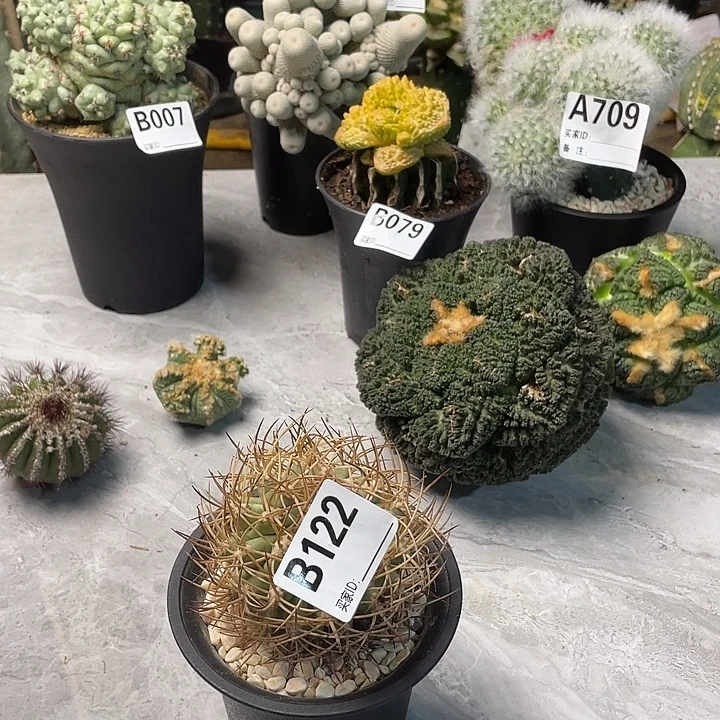 **** 122五百金鱼一个仙人球