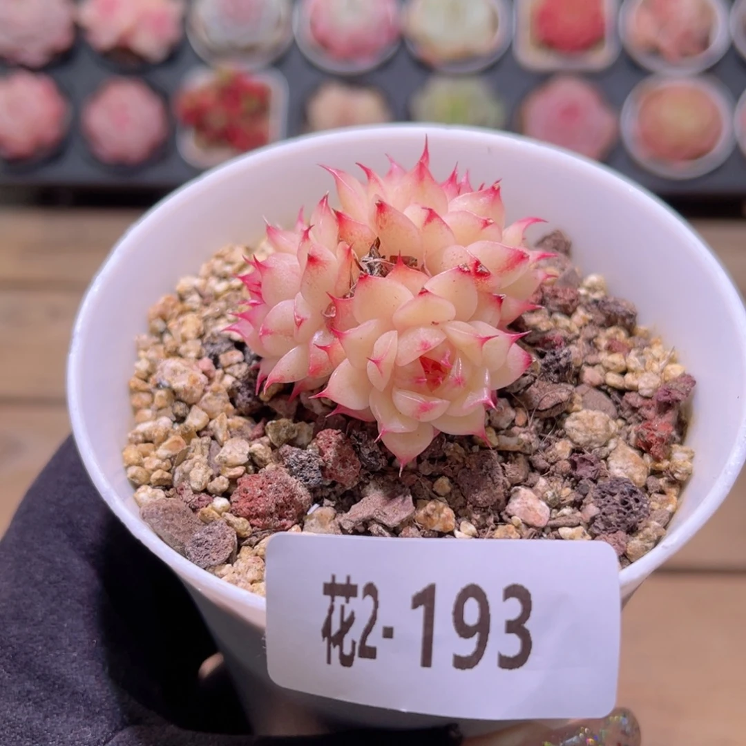 红陶花利美2-193海王群