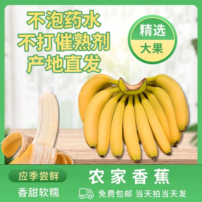 农家甜香蕉自家果园种植当季时令新鲜水果5斤/1斤自然熟