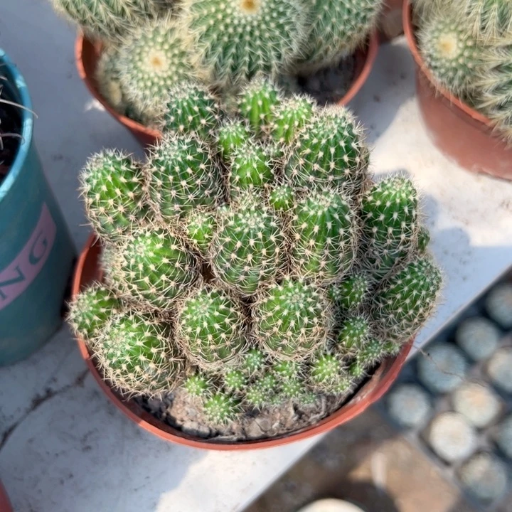 拐***牛恭喜发财。