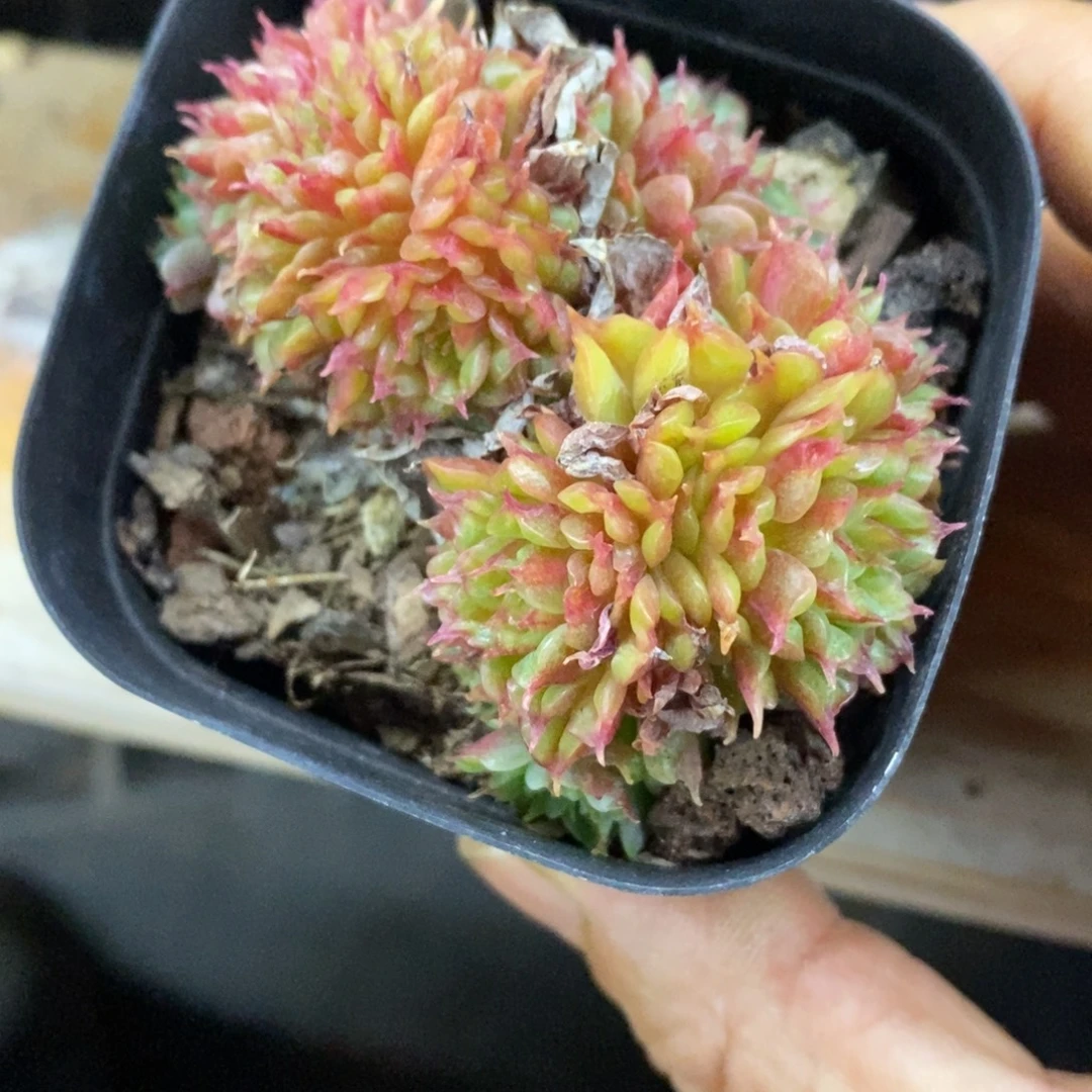 精品多肉一物一拍不包整14