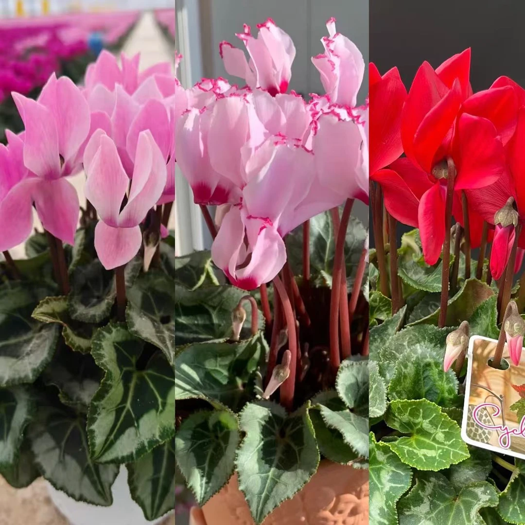 仙客来【三色装】盆栽丛生庭院植物清香新手易养护爆花强喜水