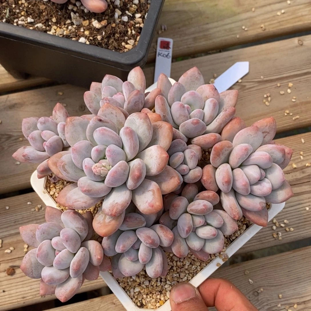 一物一拍精品多肉植物满38包邮_89