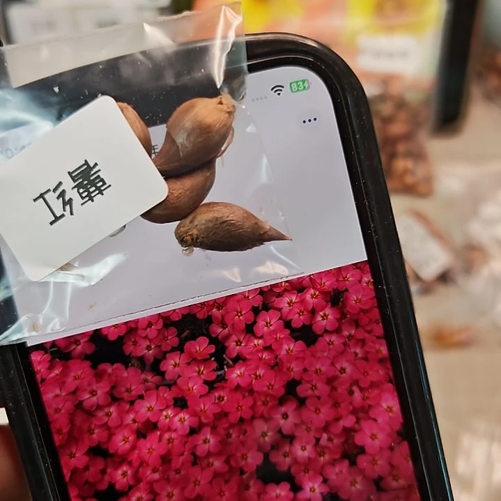 酢浆草早花纤细薯红