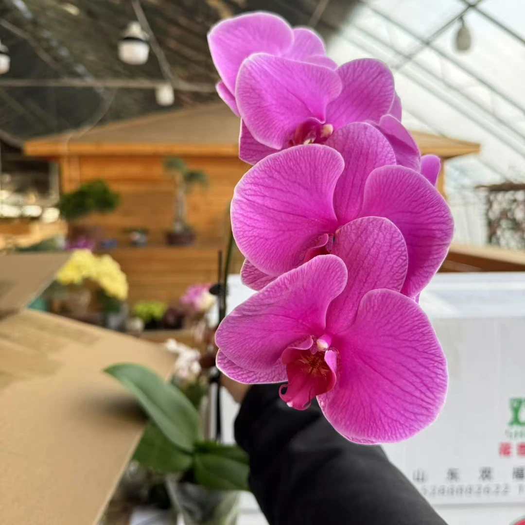 【李先生】恭喜发财单花剑~蝴蝶兰带花发货原盆原土发货
