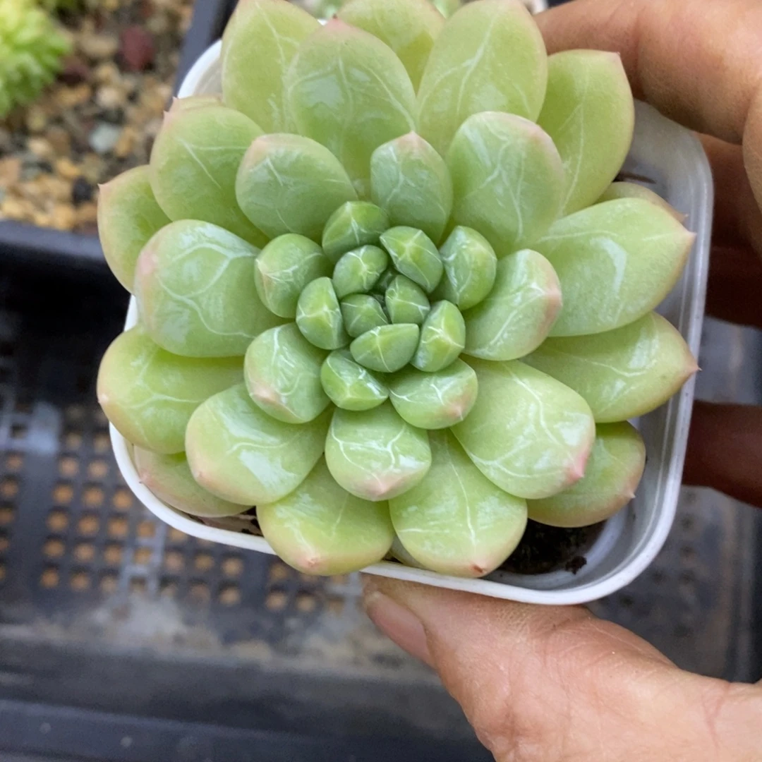 精品多肉一物一拍不包整140