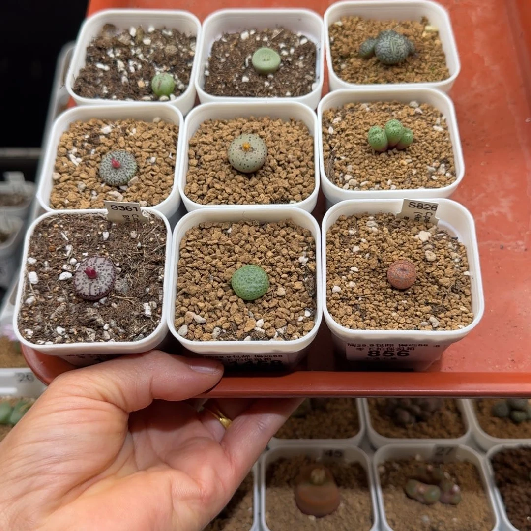 别***娘肉锥多肉植物组合-161有疤