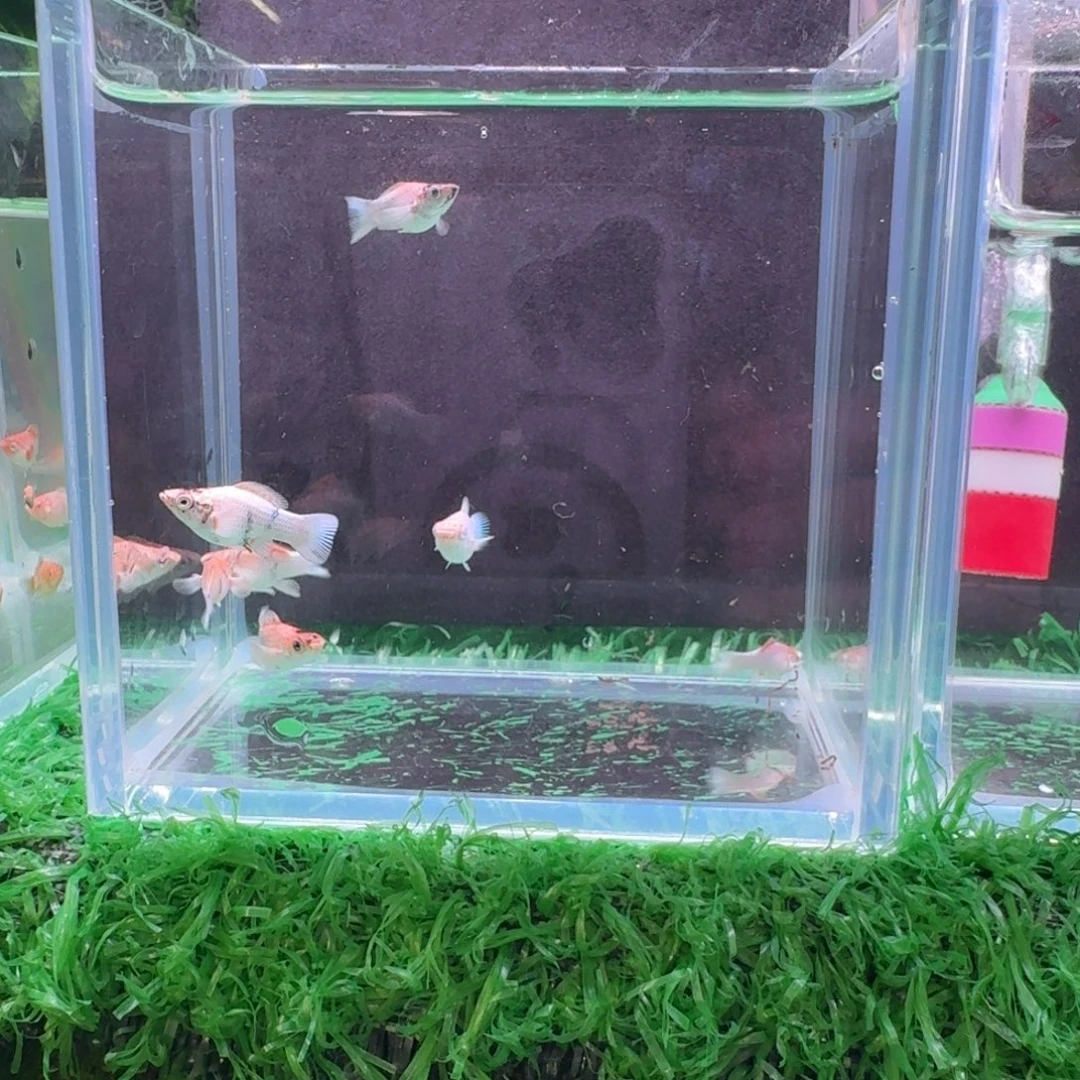 海水鱼玛丽苗红头5瓷白红俩