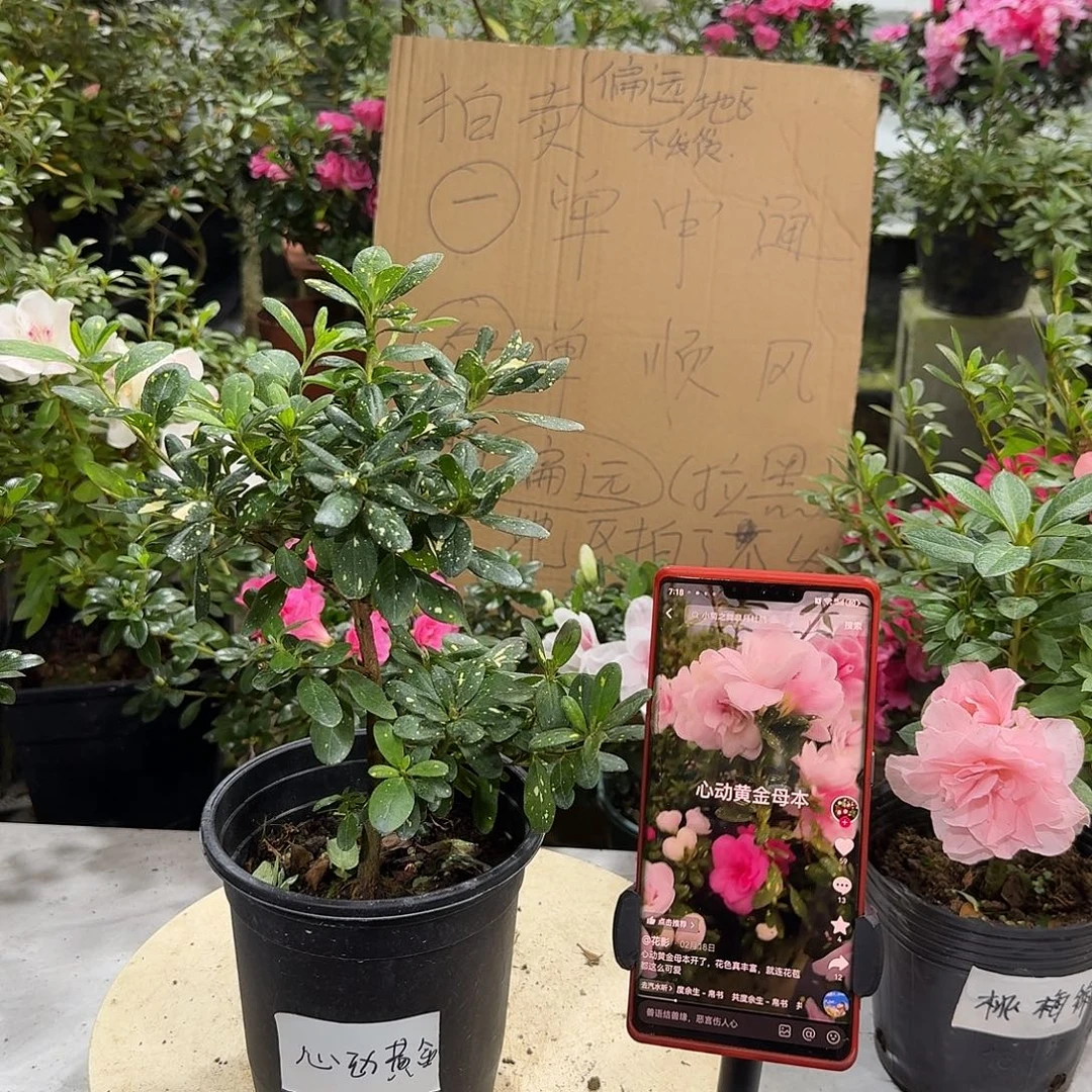 全部花苞心动黄金杜鹃花