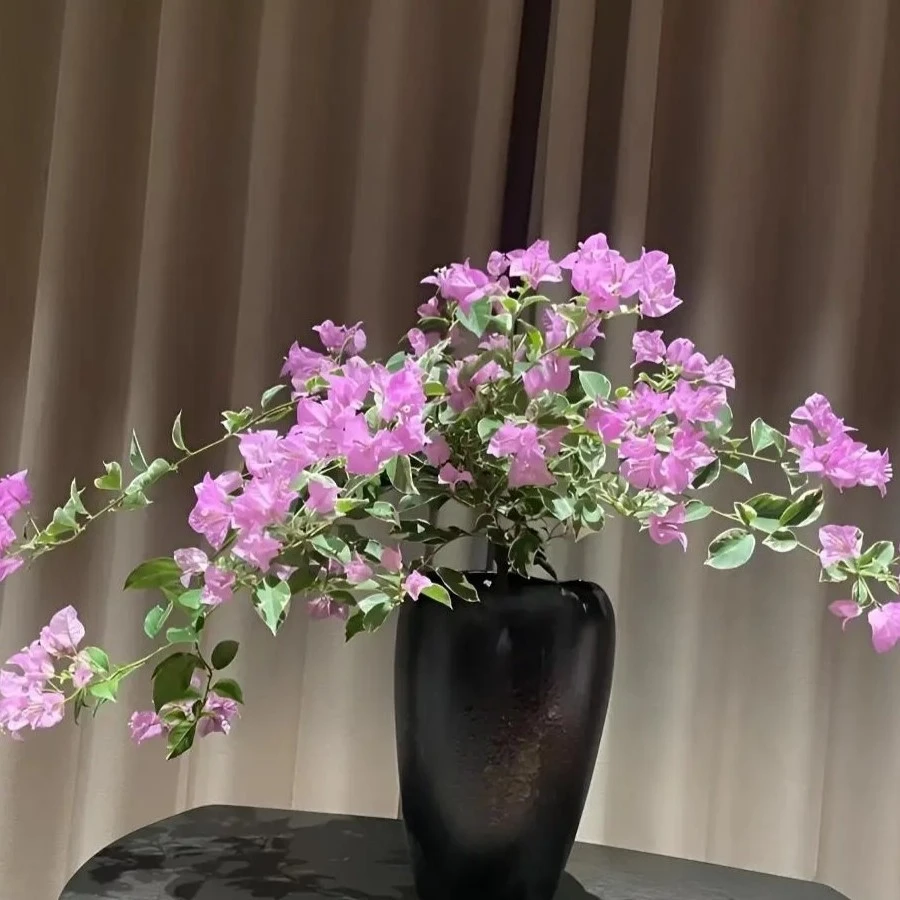 【银边水仙紫】三角梅花卉勤花不掉花系列四季开花绿植花卉好养