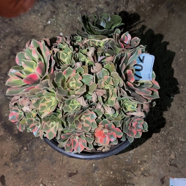 702男神多肉植物不售后