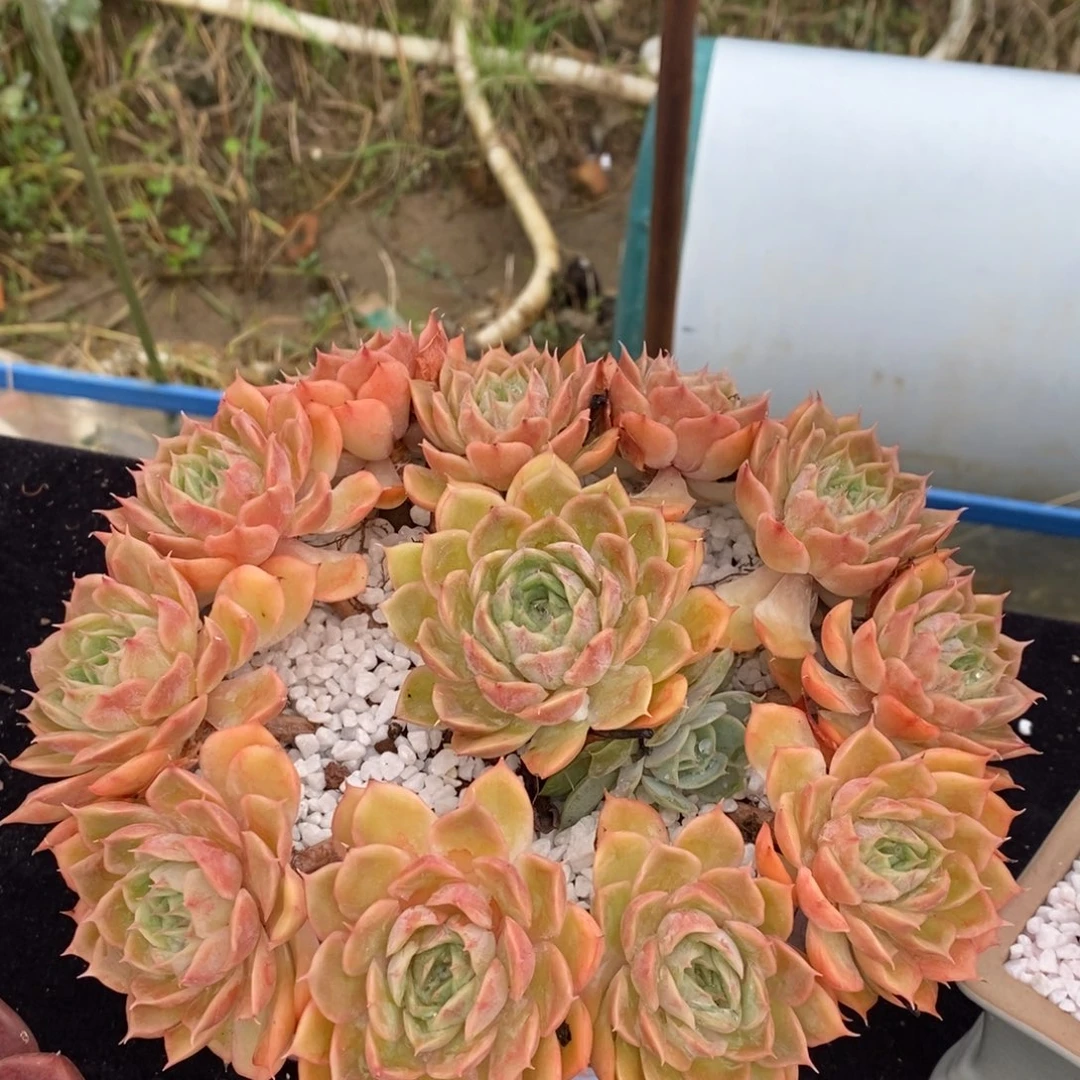 昂斯诺多肉植物盆栽