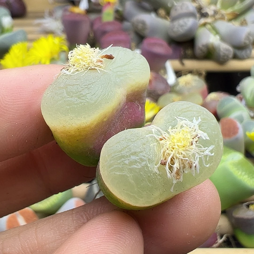 2671  生石花肉锥双十二清货不售后