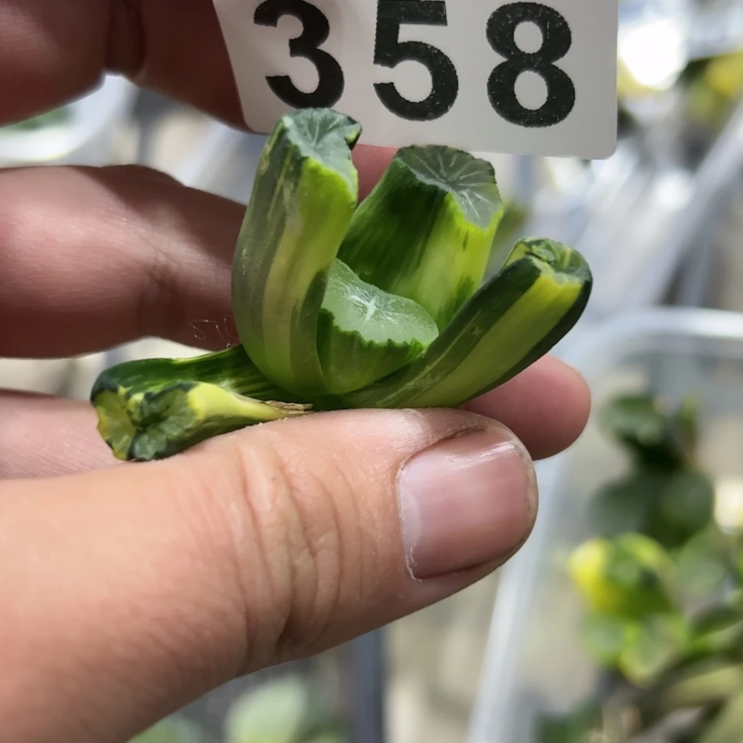 Ms9万象锦，现在在