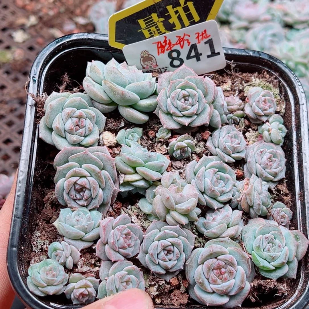 多肉植物多肉植物