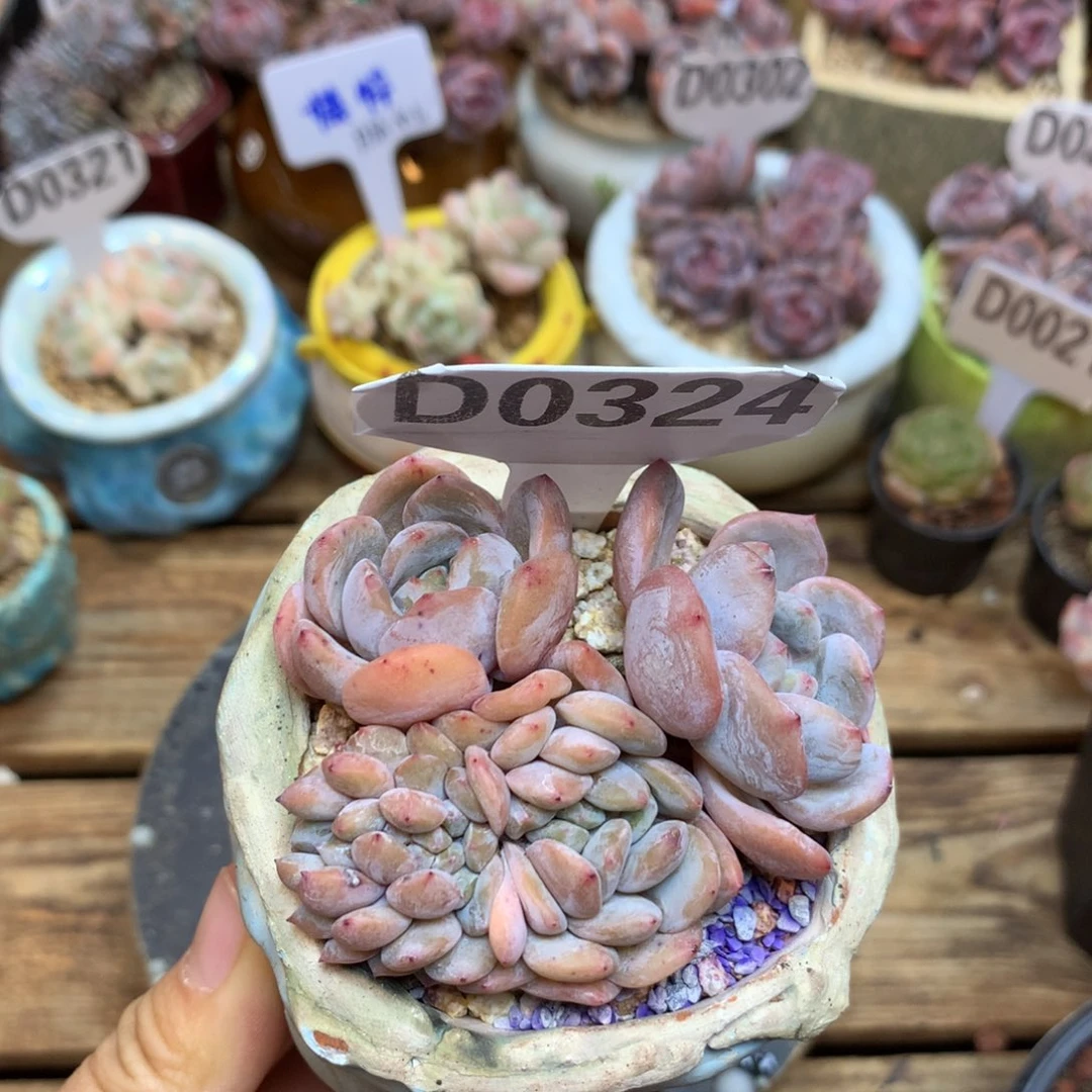 D0324  橙子小可爱缀