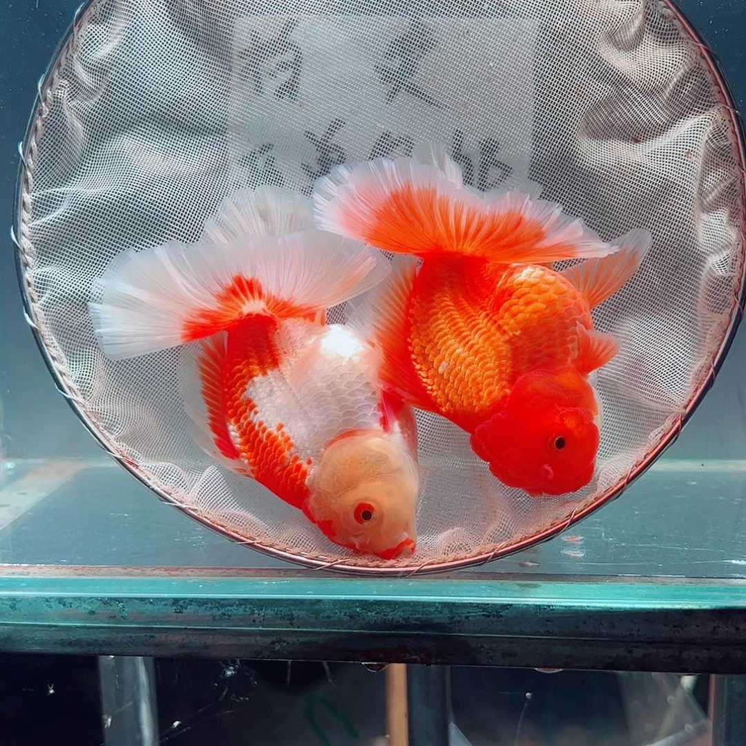 金鱼百褶泰师压成63