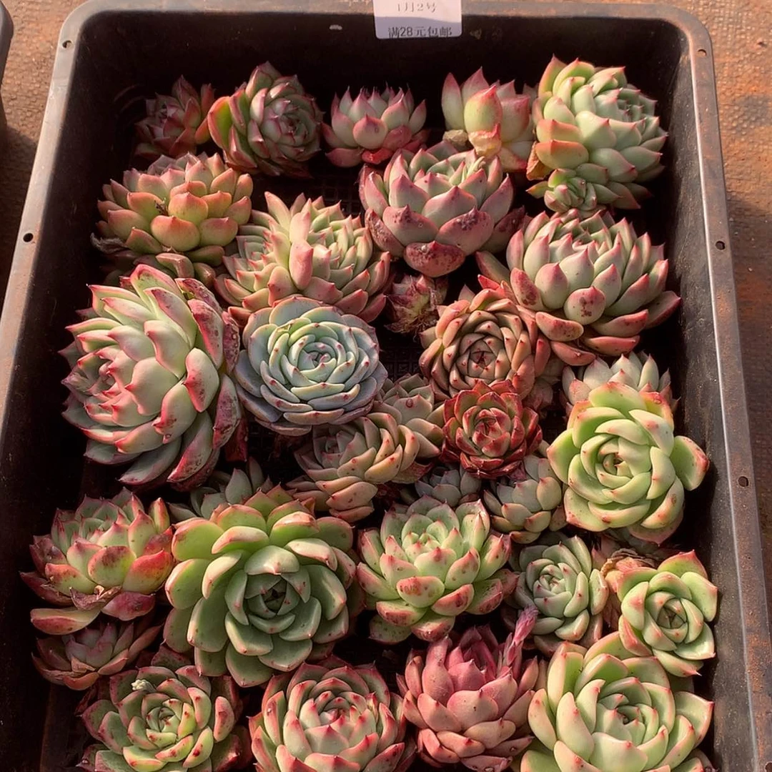 【闪购商品】云68号一筐