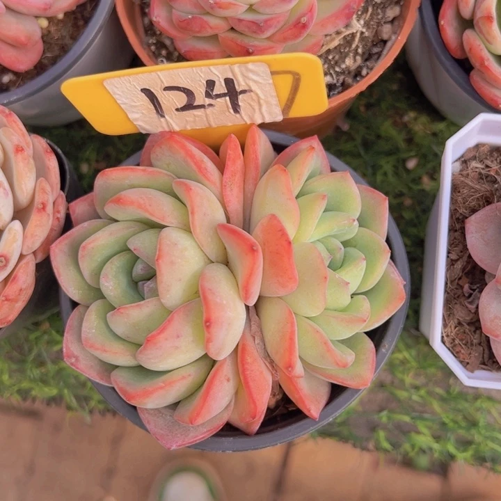 健健康康平平安安