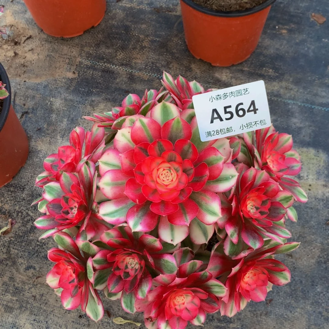 微**暖倾城5640000000