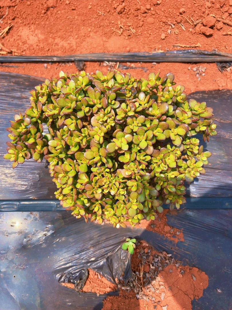 姬红花月多肉植物