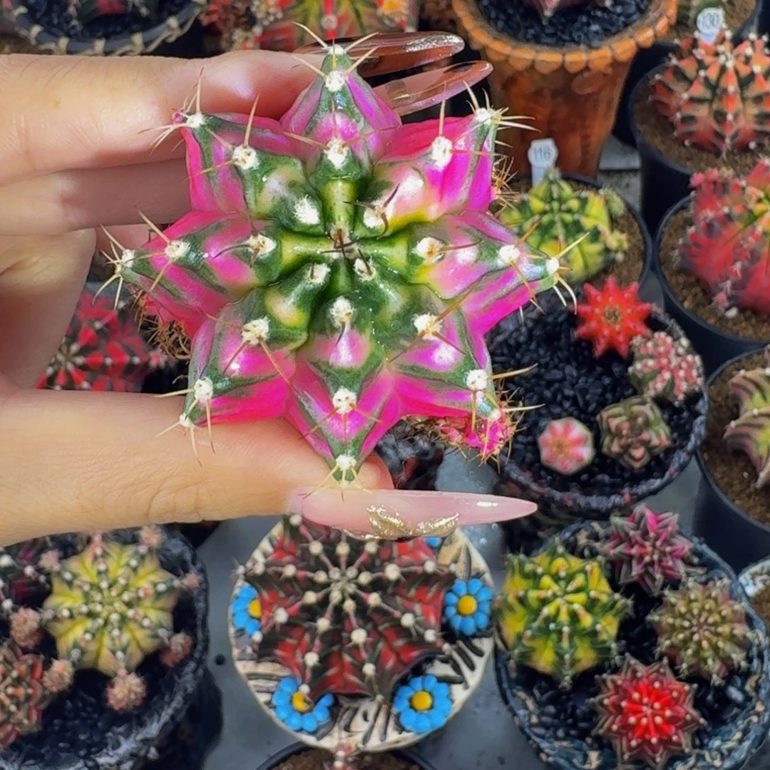 娃娃脸000000000008