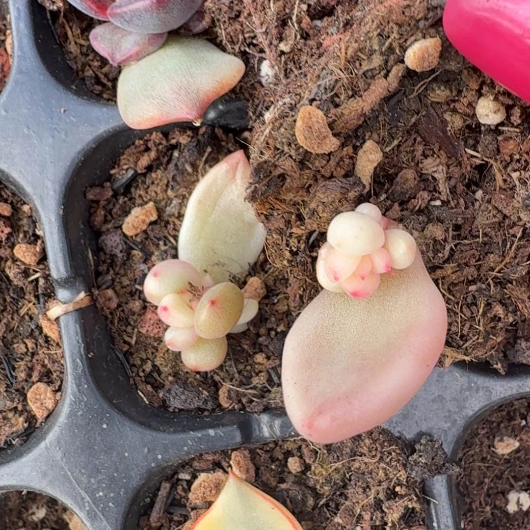 一刻的奶油鳄梨锦