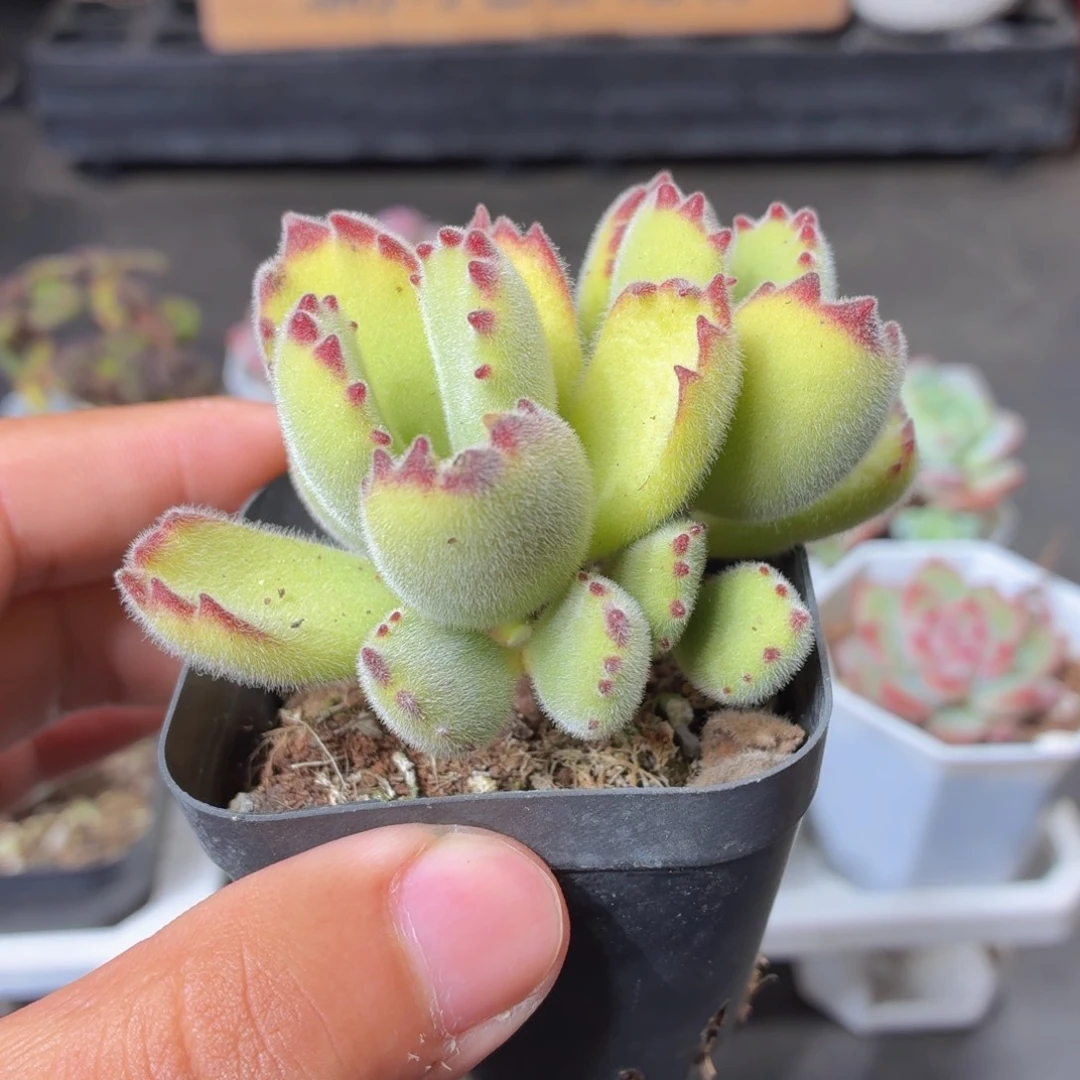 绿熊多肉9.9包邮发货