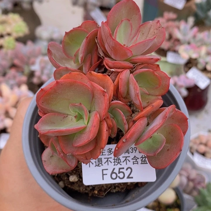 秀妍老桩652多肉植物