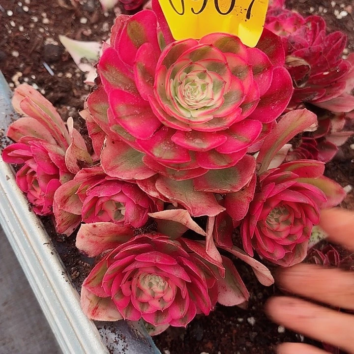 多肉植物荔枝0907